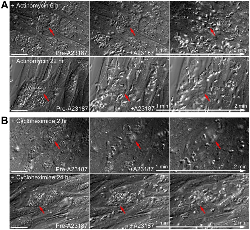 New RNA transcription and protein synthesis is not required for motility activation in induced egress.