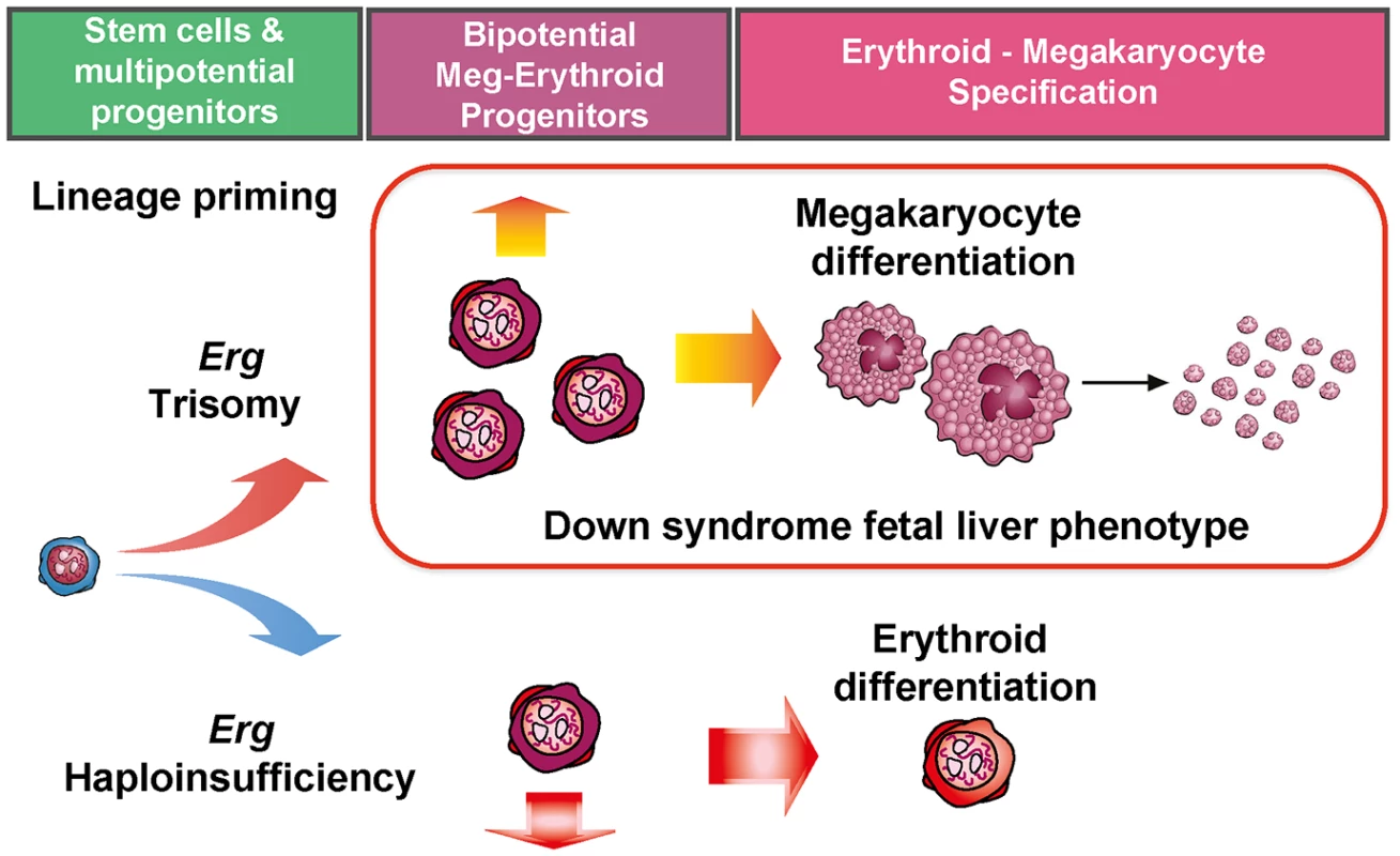 Perturbation of functional <i>Erg</i> gene dosage induces lineage specific gene expression changes in multipotential progenitor cells.