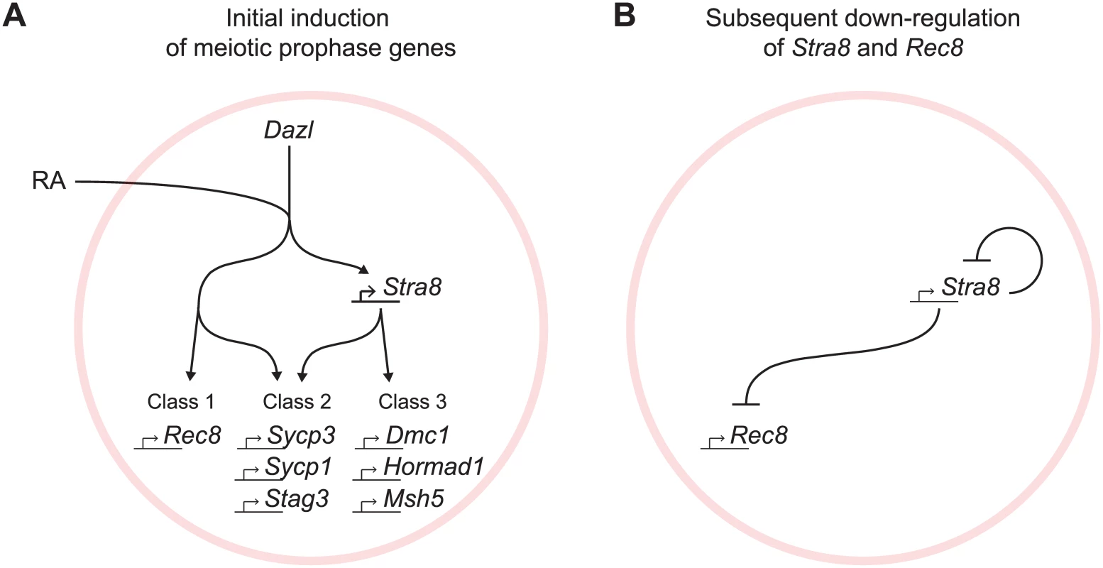 Summary model for induction of meiotic prophase gene expression.