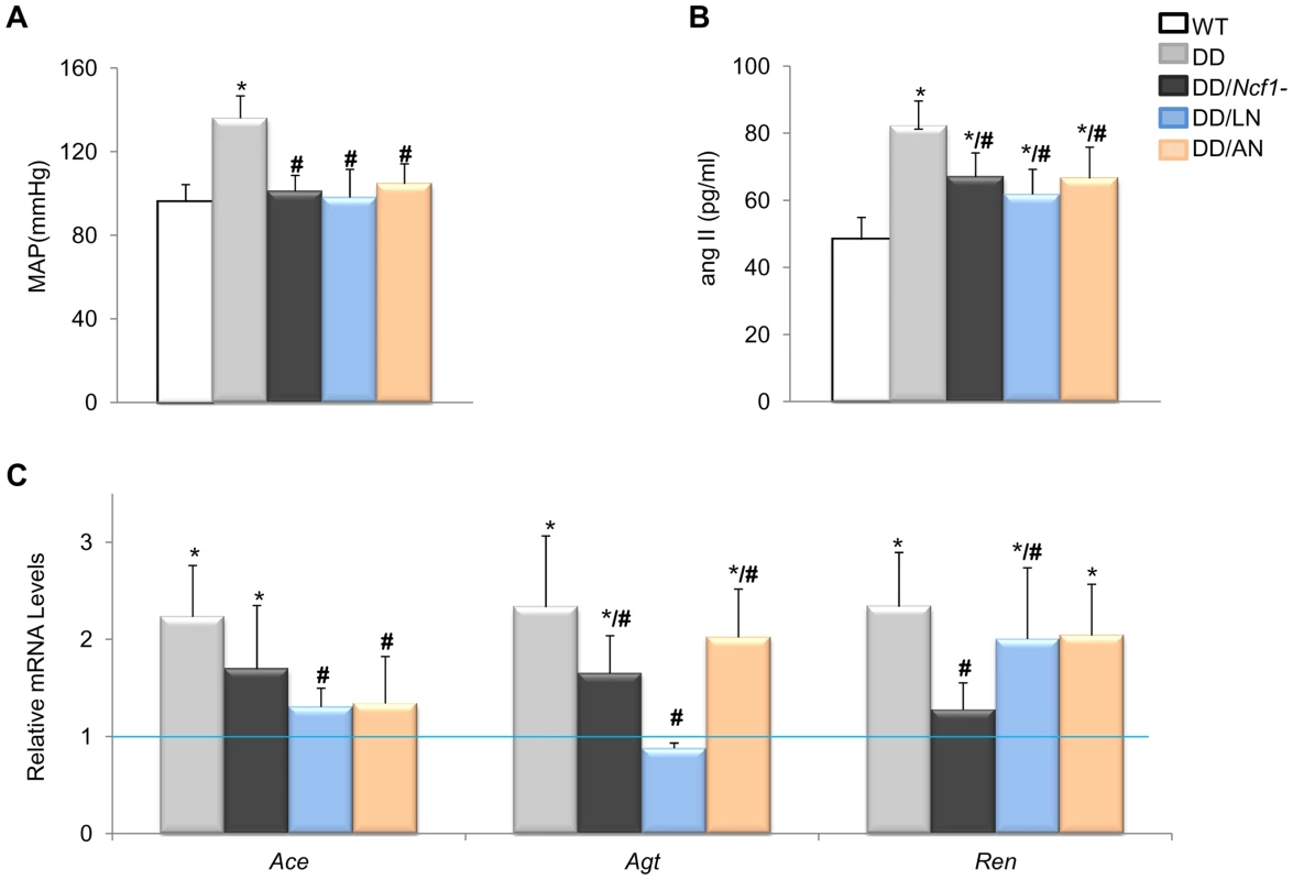 Effects of Losartan and Apocynin on blood pressure and the angII/Ren pathway.