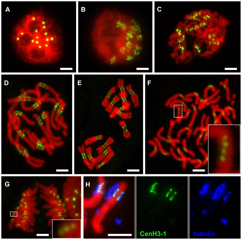 Organization of CenH3-containing domains during the cell cycle.