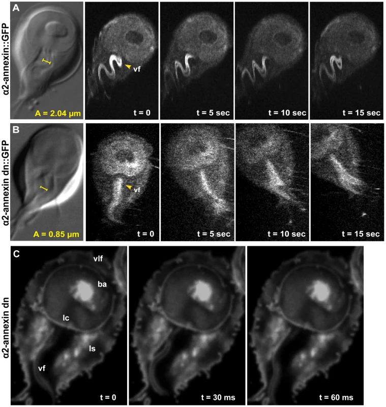 Overexpression of a dominant negative alpha2-annexin::GFP (D122A, D275A) decreases ventral flagellar waveform amplitude with only slight decreases in attachment.