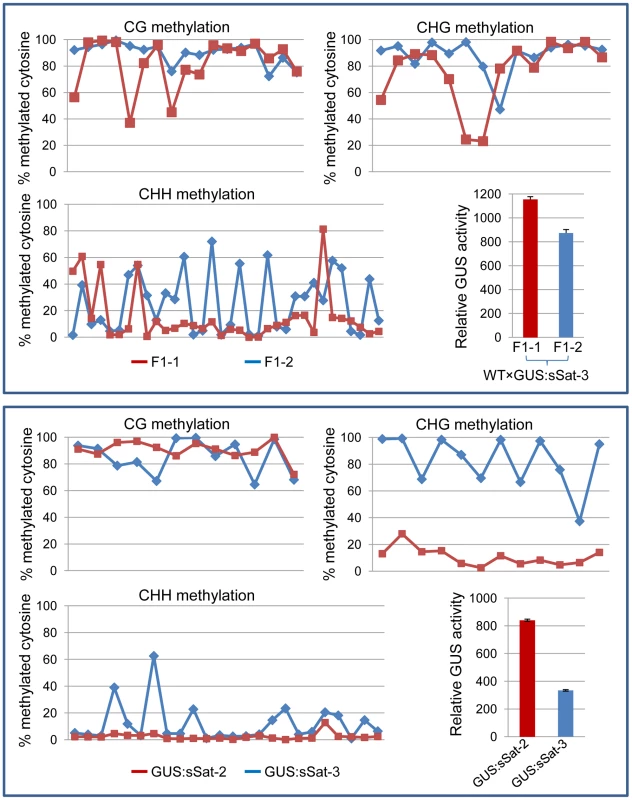 Bisulfite sequencing shows strong DNA methylation in the Y-Sat sequence of the 35S-GUS:sSat transgene in all cytosine contexts, particularly at the CG and CHG sites.