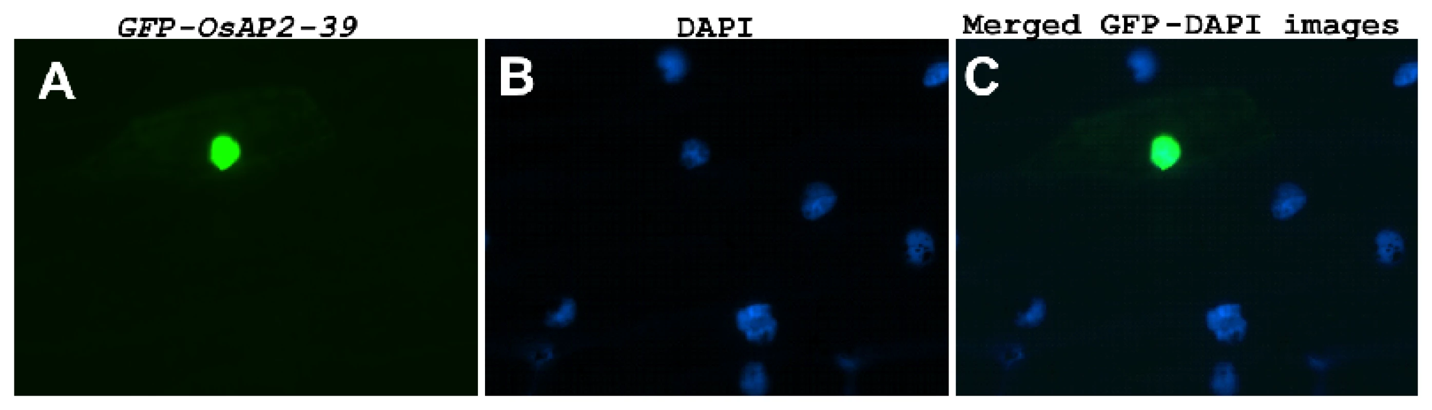 OsAP2-39 is localized in the nucleus.