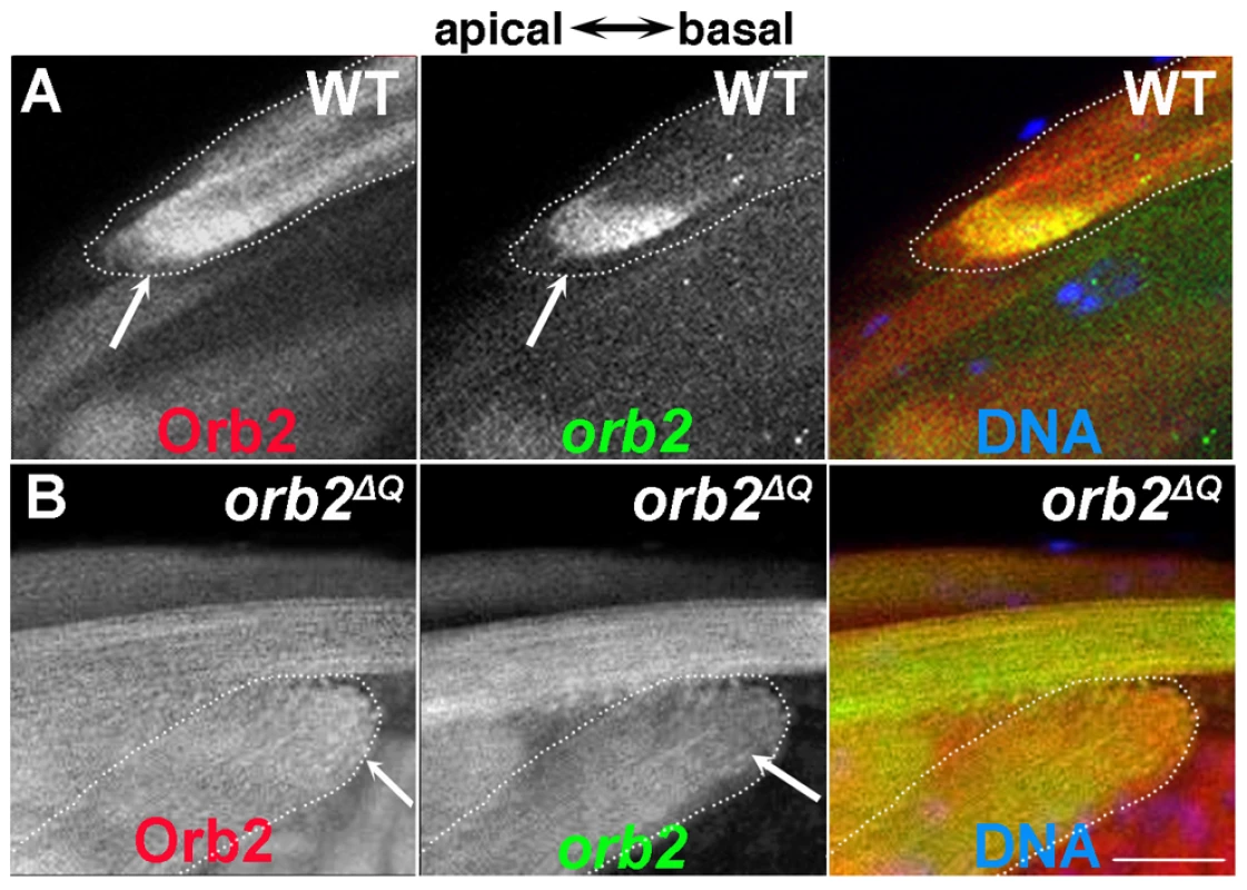 <i>orb2</i> autoregulates the localization and translation of <i>orb2</i> mRNA.
