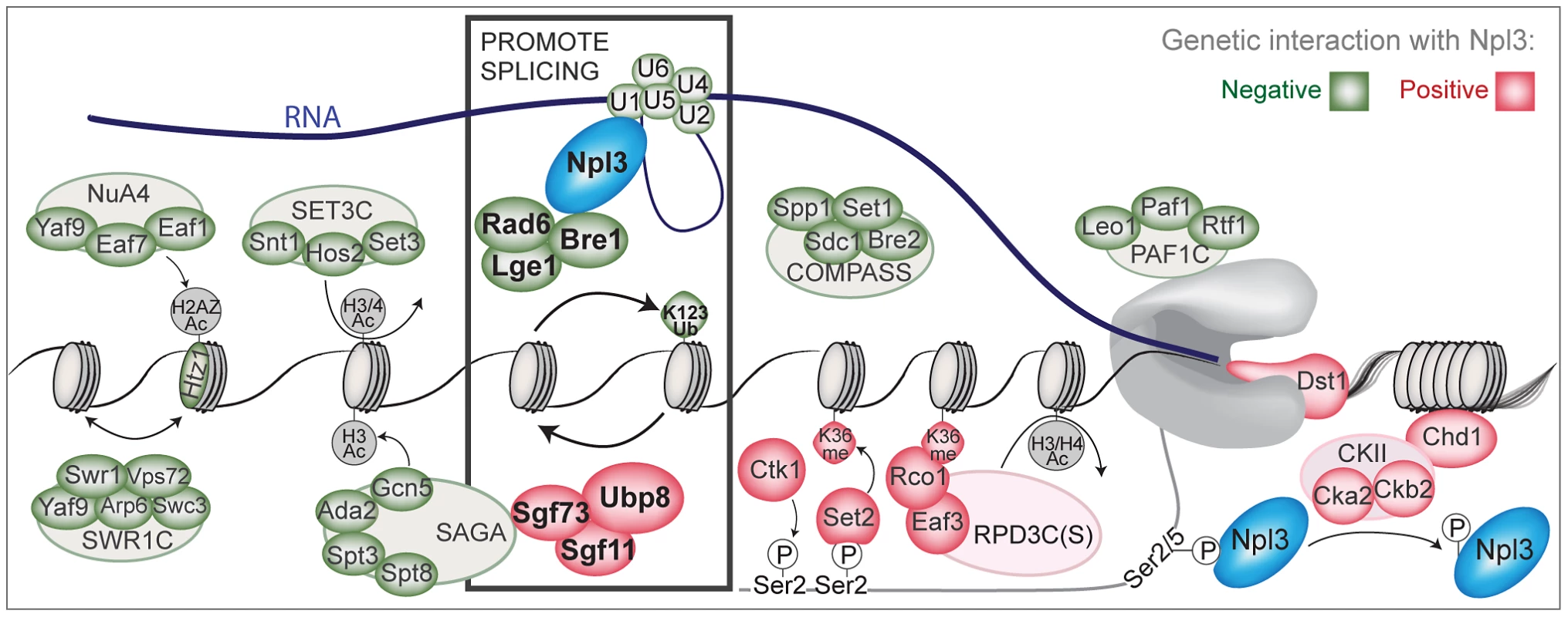A chromatin-centered survey of Npl3 genetic interactions.