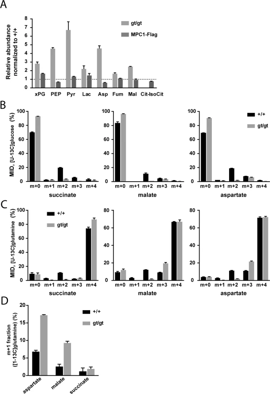 MPC deficiency alters the flux of glycolytic pyruvate into the TCA cycle and is compensated by increased glutamine-driven anaplerosis and reductive TCA cycle.