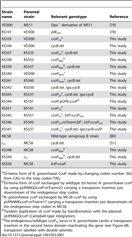 <i>Neisseria</i> strains used in this work.