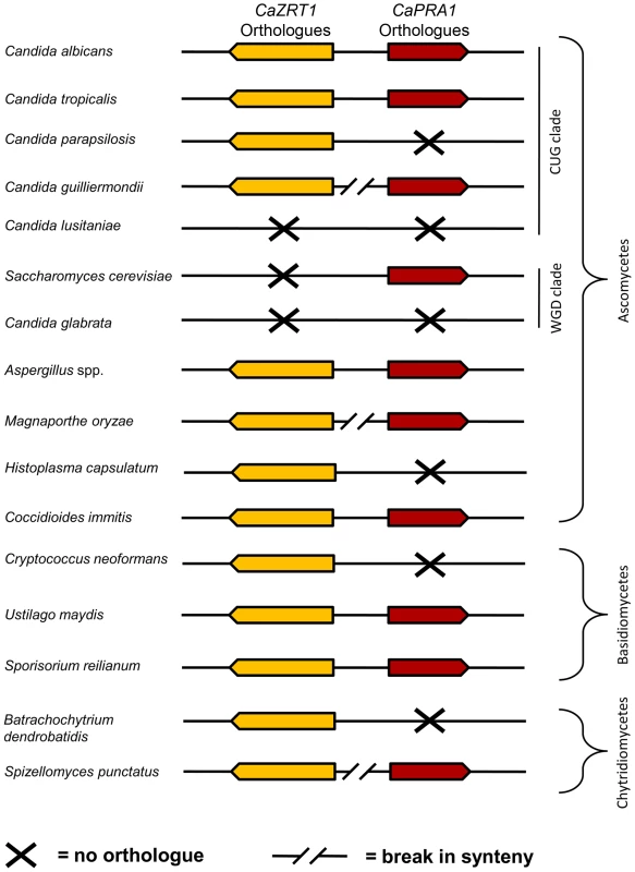 Synteny of genes encoding zinc transporters and zinc-binding proteins.