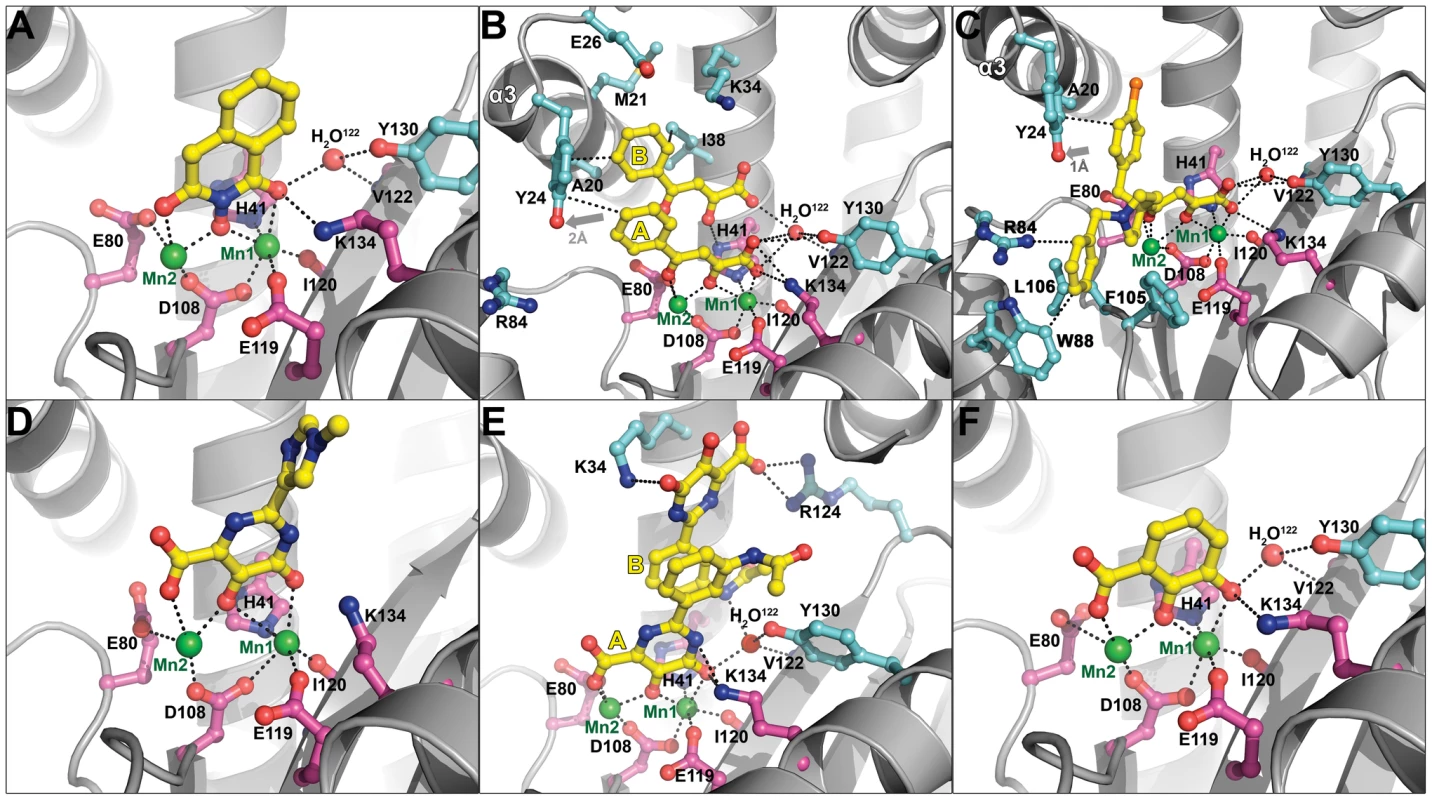 Crystal structures of PA<sub>N</sub><sup>ΔLoop</sup> bound to compounds 1–6 (A–F, respectively).
