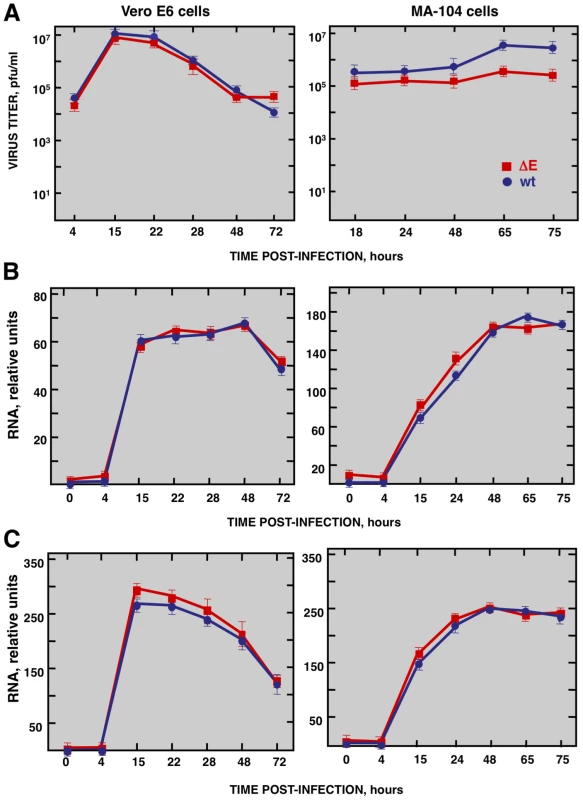 Characterization of infection of Vero E6 and MA-104 cells with rSARS-CoV and rSARS-CoV-ΔE.
