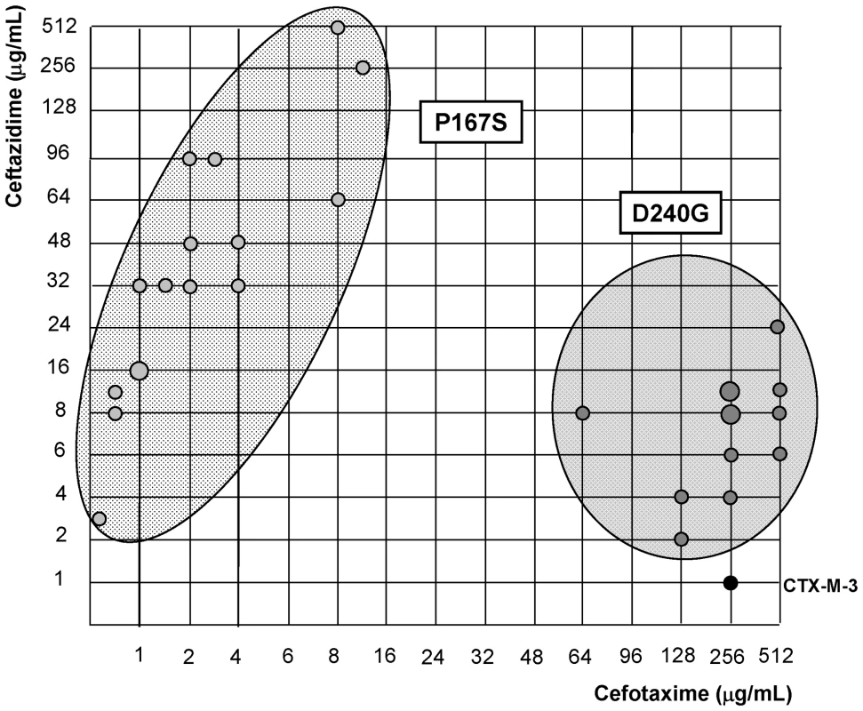 Schematic representation of most CTX-M-3 derivative mutants containing P167S or D240G amino acid changes.