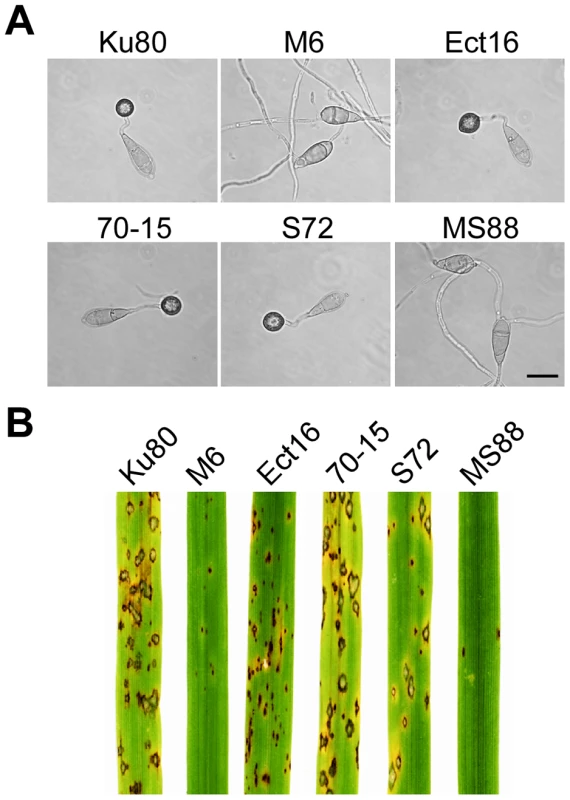 Appressorium formation and plant infection assays.