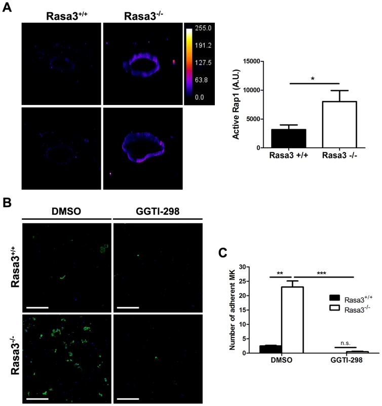 Increased active Rap1 in Rasa3<sup>−/−</sup> megakaryocytes.