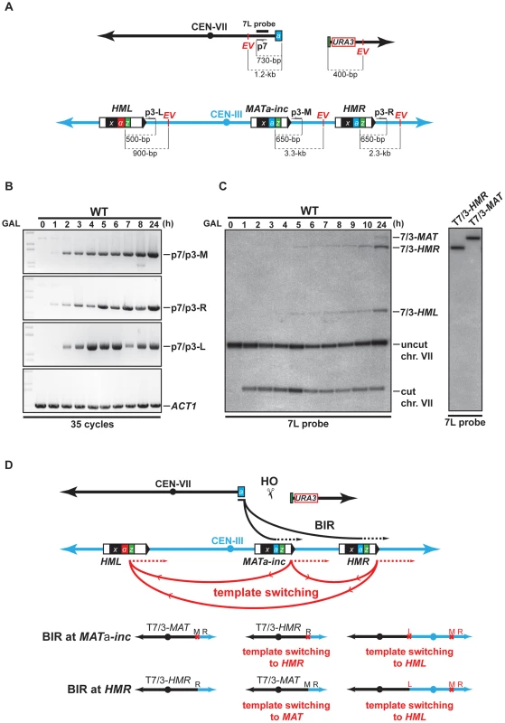 Template switching occurs between <i>MAT</i>a<i>-inc</i>, <i>HMR</i>, and <i>HML</i> loci.