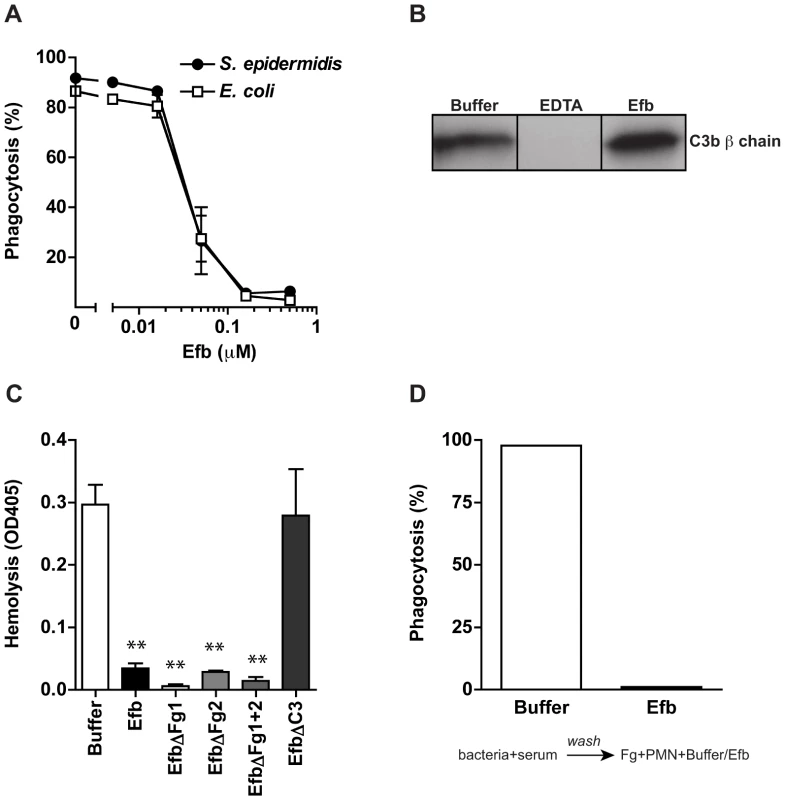 Phagocytosis inhibition by Efb is independent of complement inhibition.