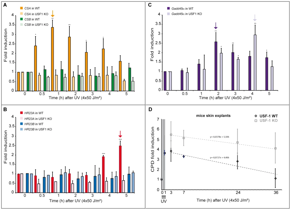 UV-induced <i>CSA</i> and <i>HR23A</i> expression is impaired in <i>USF-1</i> knock-out (KO) mice.