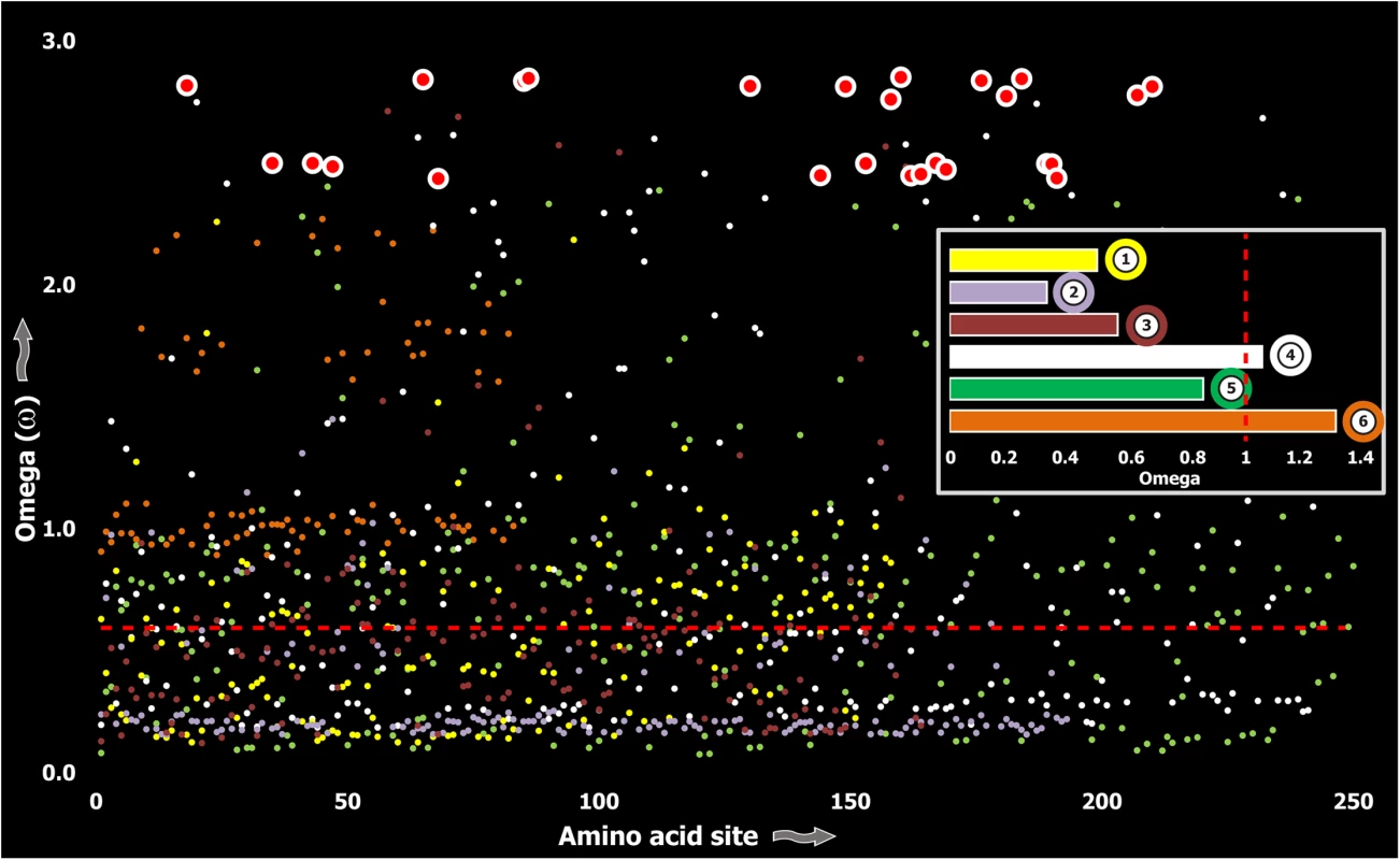Molecular evolution of venom in Toxicofera lizards.