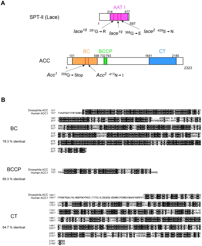 Analysis of molecular lesions associated with <i>lace</i> and <i>ACC</i> mutants and alignment of human and <i>D. melanogaster</i> ACC protein domains.