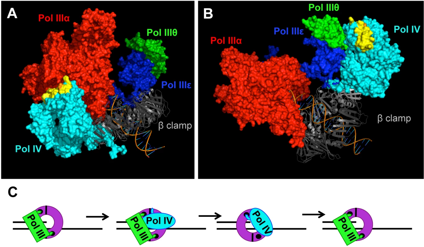 Models for the role of residue T120 in Pol IV function.