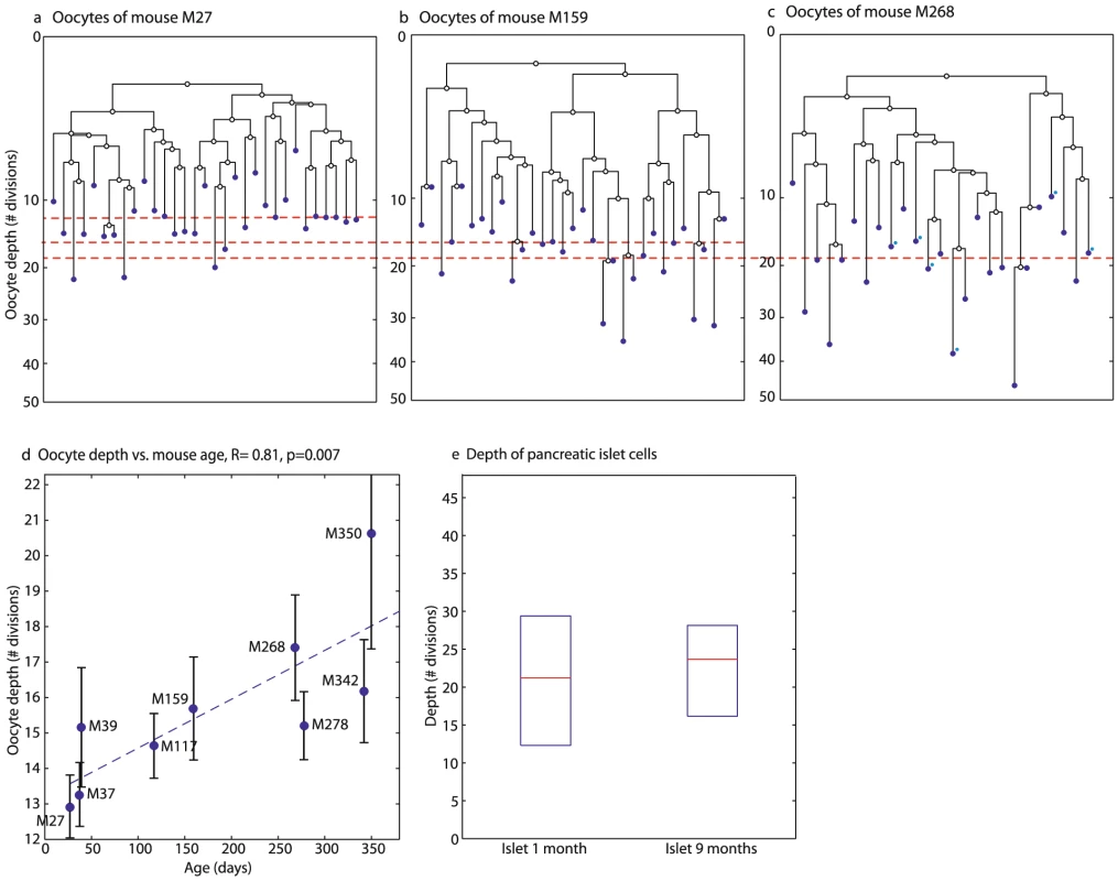 Oocyte depth increases with age.