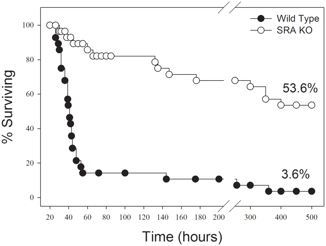 SRA deficient (SRA<sup>−/−</sup>) mice show increased long term survival in response to CLP induced sepsis.