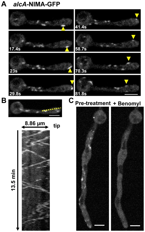 Ectopic NIMA-GFP displays a distinctive microtubule-dependent localization.