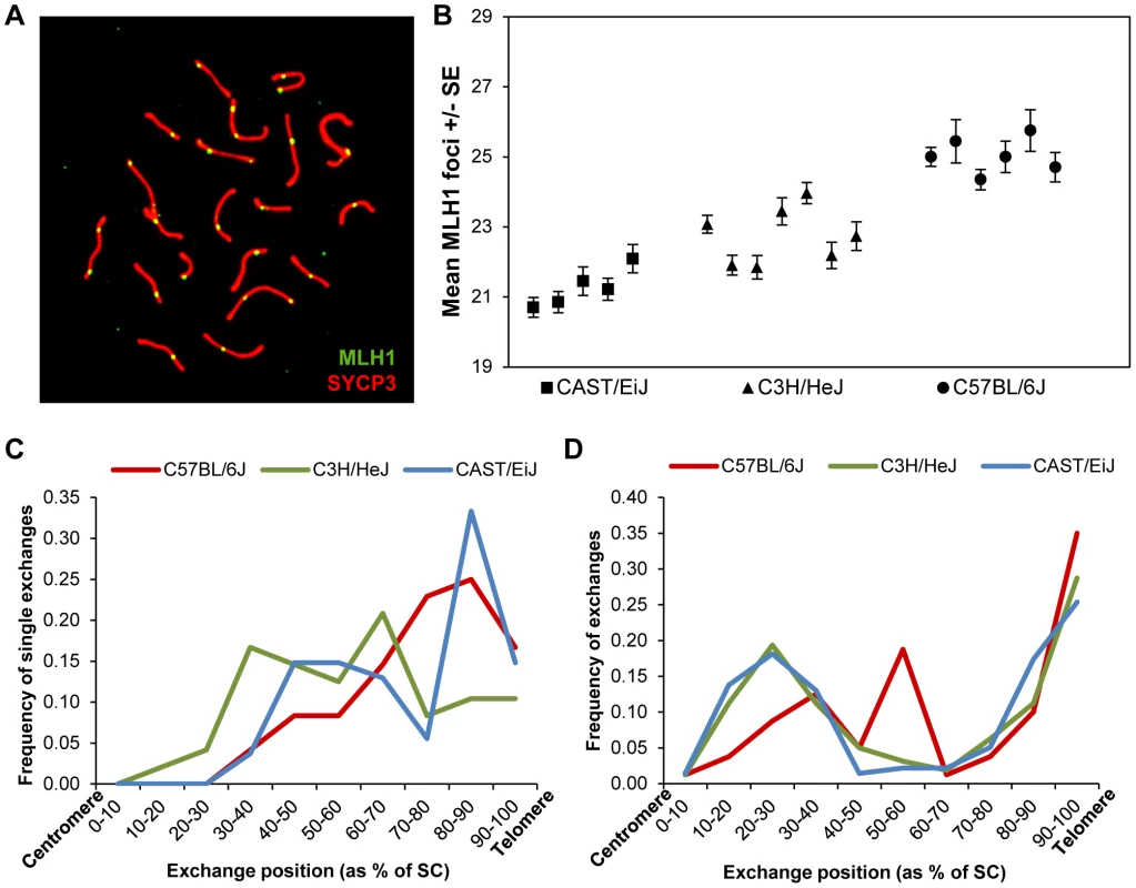 Inter-strain variation in mean MLH1 values.