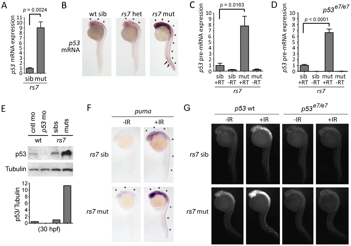 The <i>rs7</i>-mediated radiosensitizing phenotype is caused by an increase in <i>p53</i> mRNA expression.