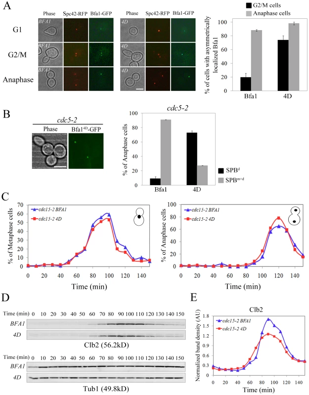 Localization and cell cycle progression of a phospho-mimetic Bfa1<sup>4D</sup> mutant.
