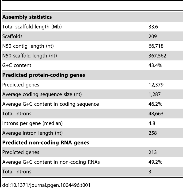 Statistics of the <i>L. corymbifera</i> genome.
