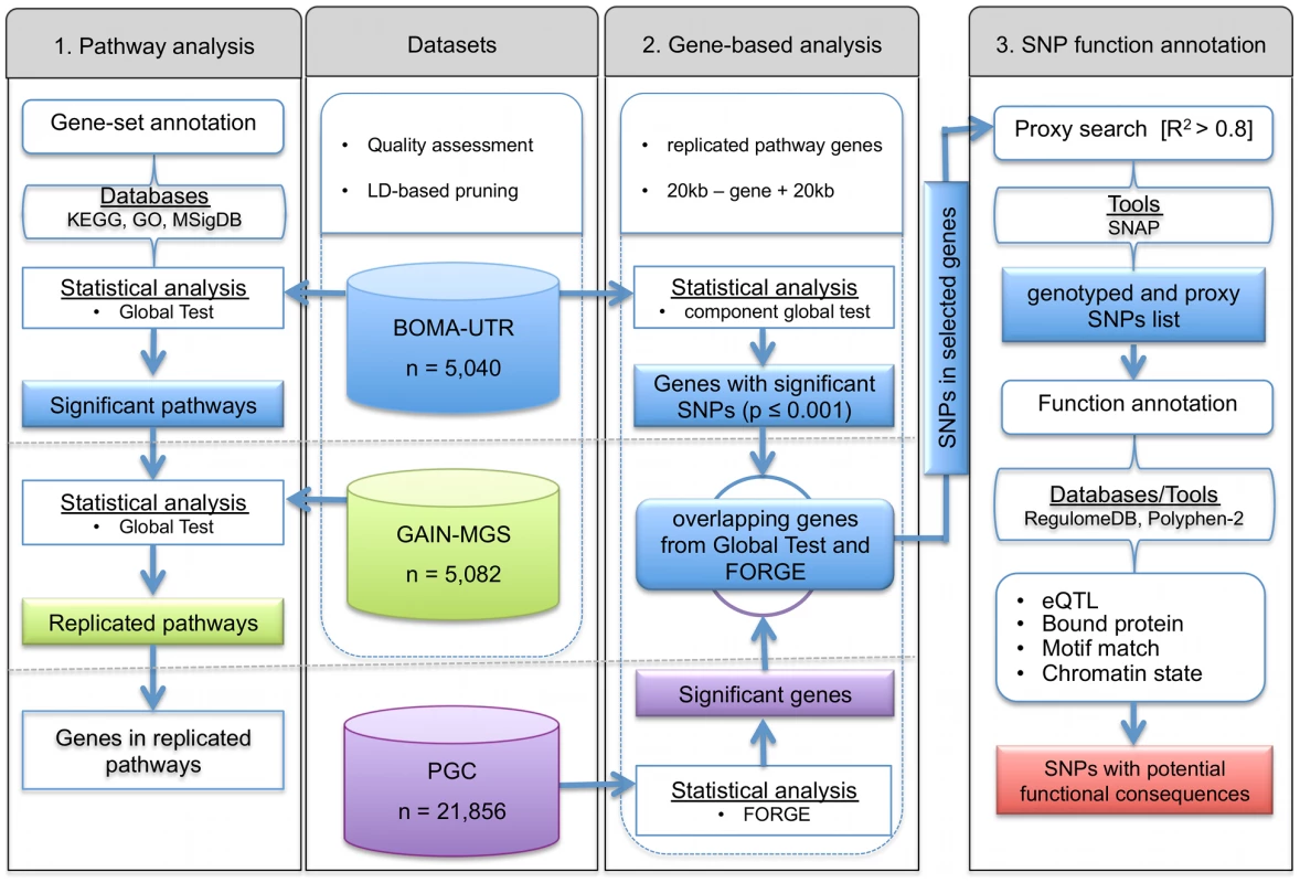 Flowchart for (1) detection and replication of schizophrenia associated pathways and (2) identification of the most informative genes, and (3) functional annotation of single nucleotide polymorphisms in the genes of interest.