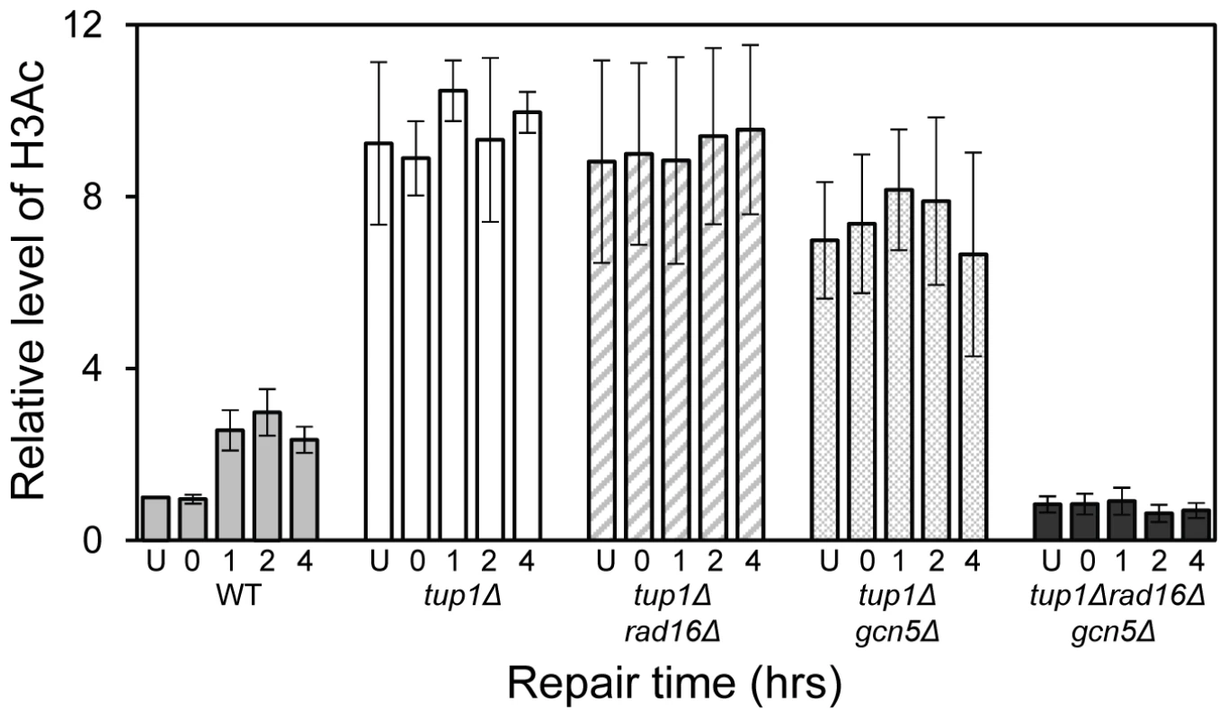 Histone H3 acetylation at the <i>MFA2</i>.