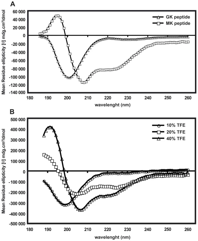 Folding of GK and MK peptides in circular dichroism experiments.