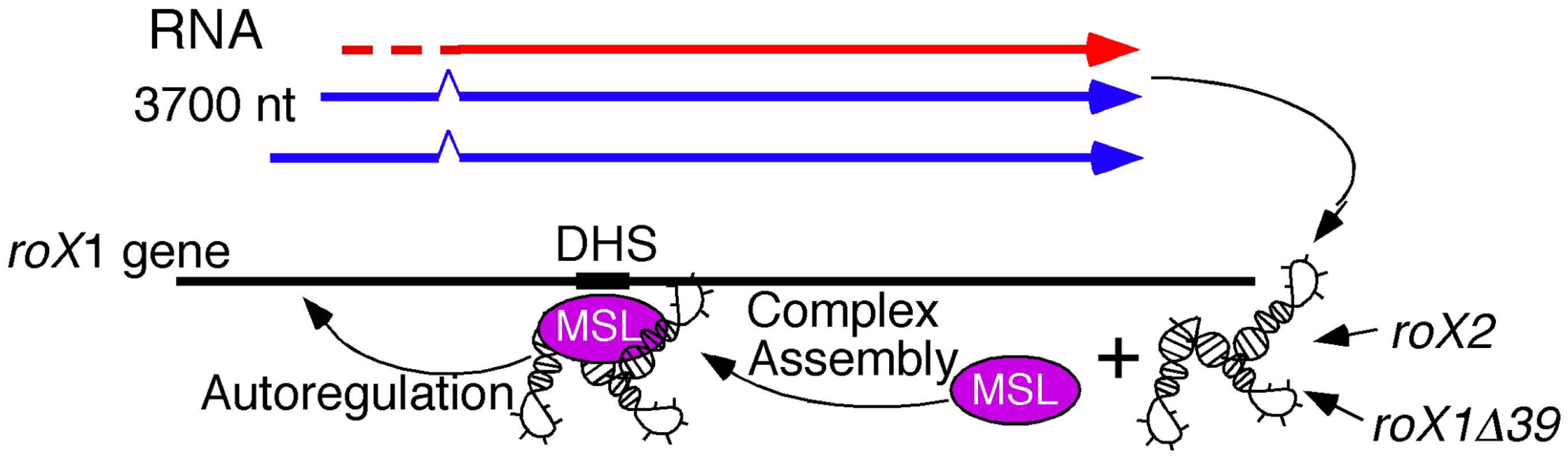 Autoregulation model.
