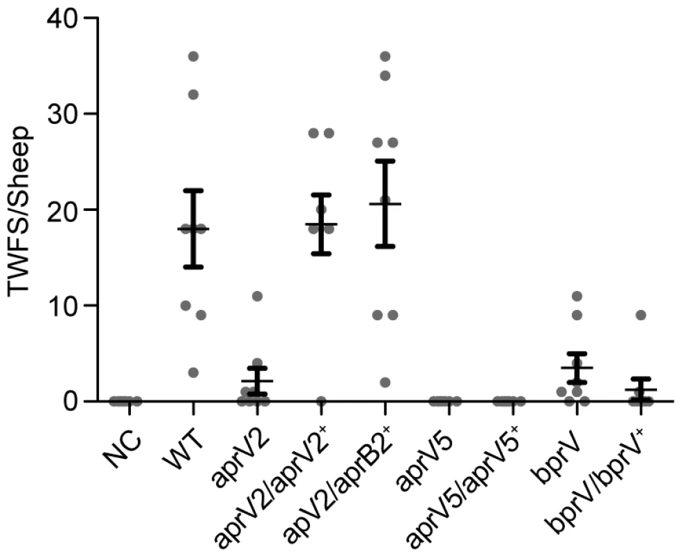 Virulence testing of isogenic isolates in sheep.