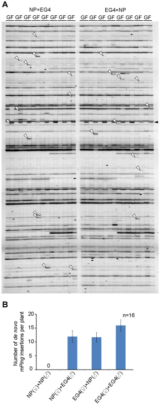 Transposition of <i>mPing</i> in reciprocal crosses between EG4 and Nipponbare.