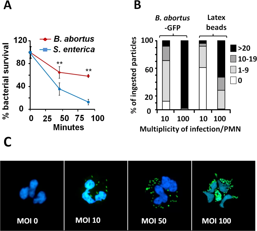 <i>B</i>. <i>abortus</i> is partially resistant to the killing action of PMNs.