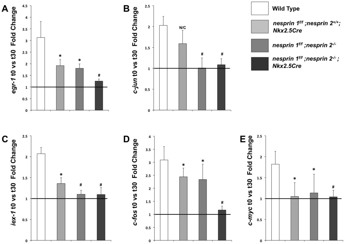 Examination of biomechanical gene response in isolated neonatal cardiomyocytes from Wild Type, <i>nesprin 1<sup>f/f</sup>;nesprin 2<sup>+/+</sup>; Nkx2.5Cre</i>, <i>nesprin 1<sup>f/f</sup>;nesprin 2<sup>−/−</sup></i> or <i>nesprin 1<sup>f/f</sup>;nesprin 2<sup>−/−</sup>;Nkx2.5Cre hearts</i>.