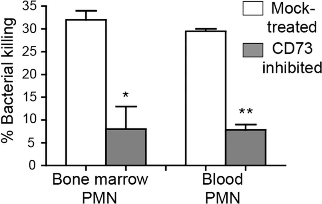 CD73 inhibition impairs the ability of PMNs to kill pneumococci.