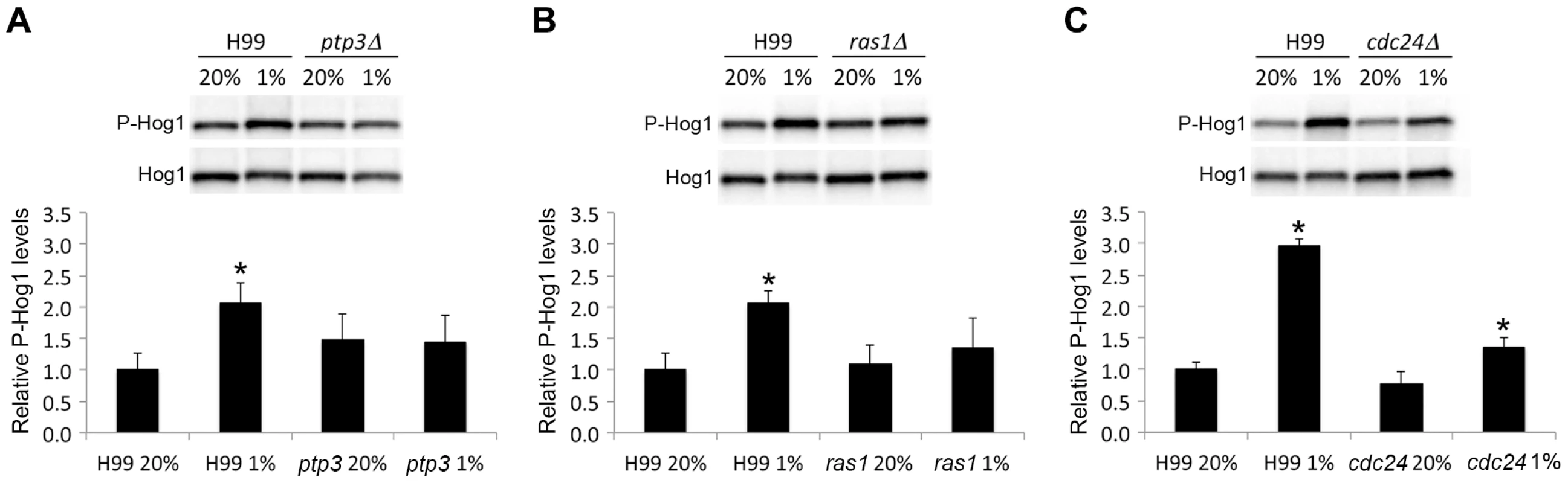 Hog1 is not hyperphosphorylated in <i>Δptp3Δ</i>, <i>ras1Δ</i>, and <i>cdc24</i>.