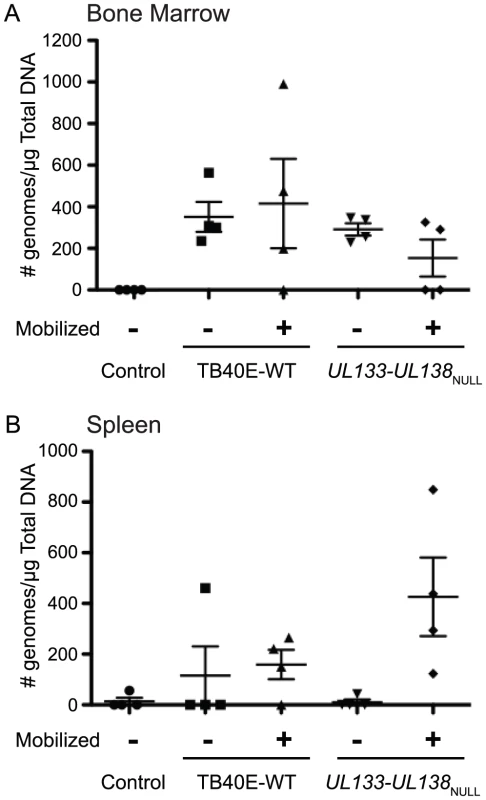 Analysis of <i>UL133-UL138</i><sub>NULL</sub> infection in humanized mice.