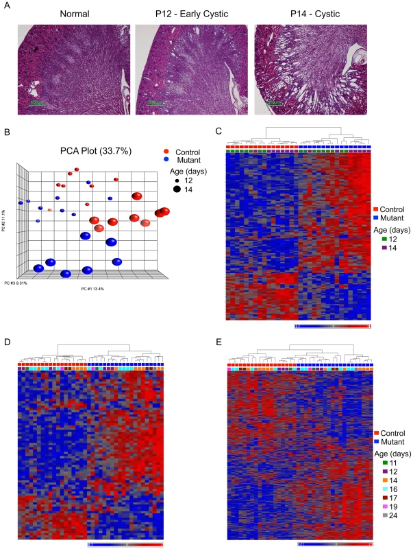 Histology and gene expression patterns in early-onset model.