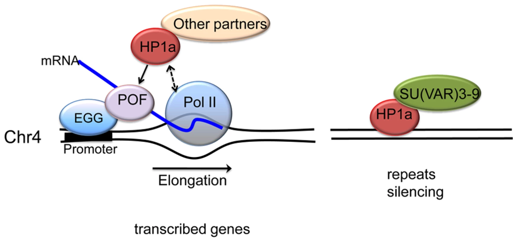 A model illustrating the two mechanisms proposed for HP1a assembly on chromosome 4.