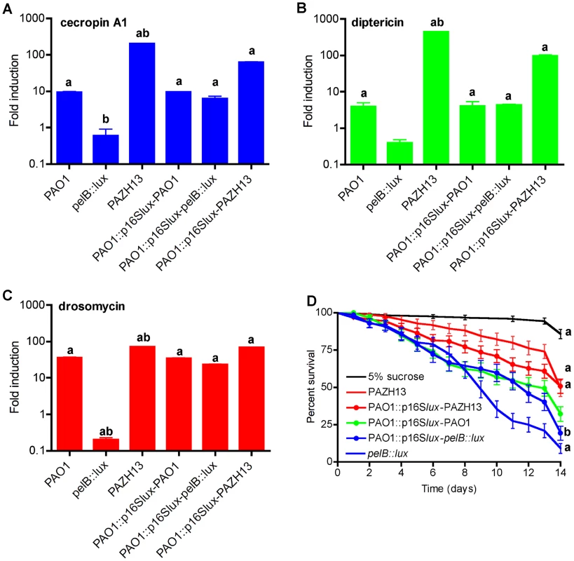Biofilm infections induce antimicrobial peptide gene expression in <i>Drosophila</i>.