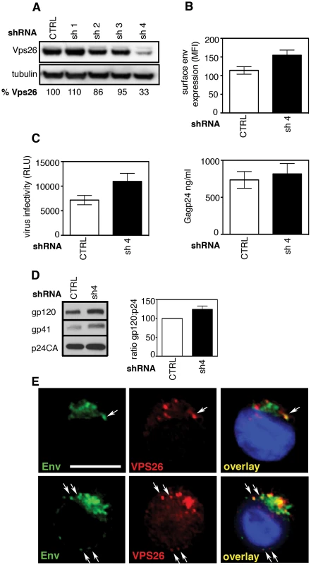 The effect of retromer depletion on HIV-1 assembly in T cells.