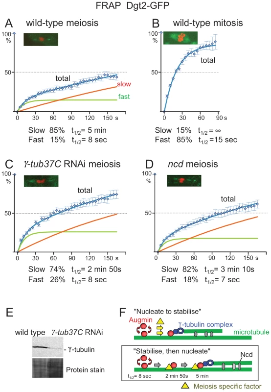 Augmin is stably associated with spindle microtubules.