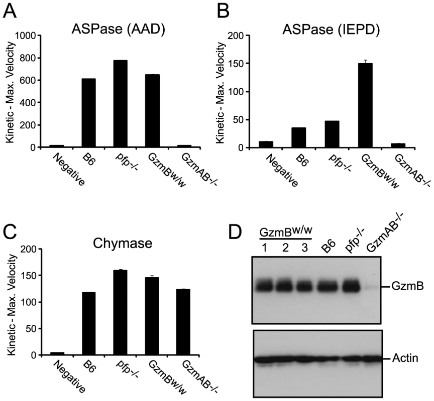 Granule enzyme activity and GzmB expression in T cell lysates from GzmB<sup>W/W</sup> and GzmB<sup>P/P</sup> mice.