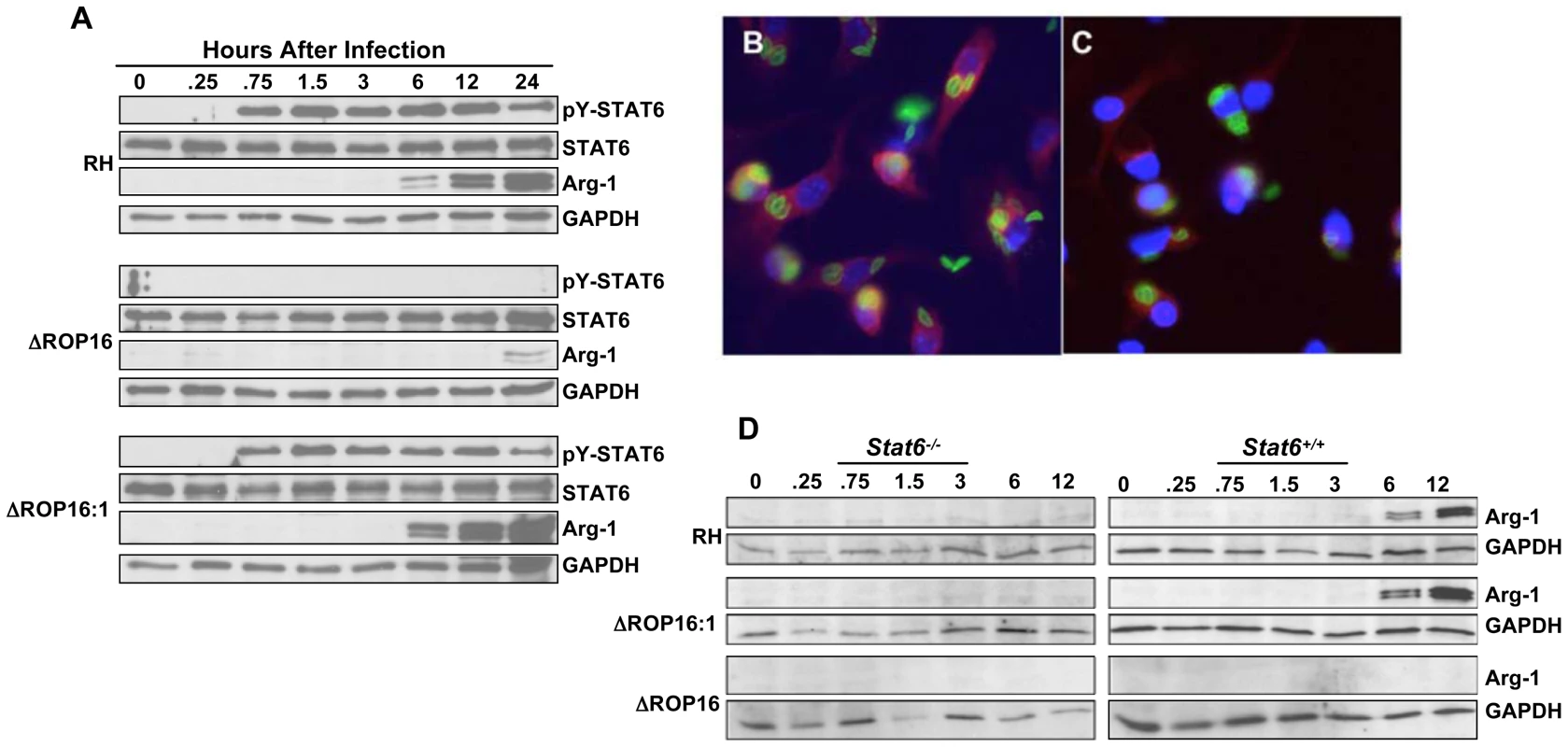 ROP16 controls STAT6-dependent arginase-1 synthesis.
