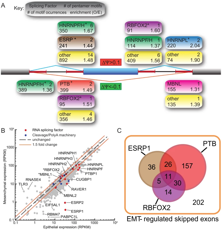 Motif analysis reveals splicing factors that are involved in the regulation of EMT–specific splicing.